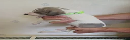 Whippet dogs for sale: Beautiful RKC Registered Puppies - Advert 20