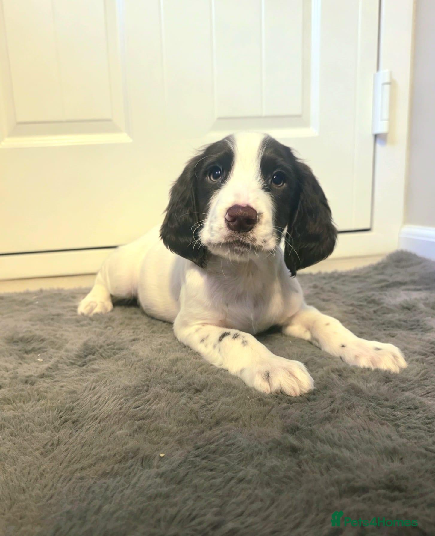 Cocker Spaniel dogs READY Now 1st vacc working cockers - Advert 1
