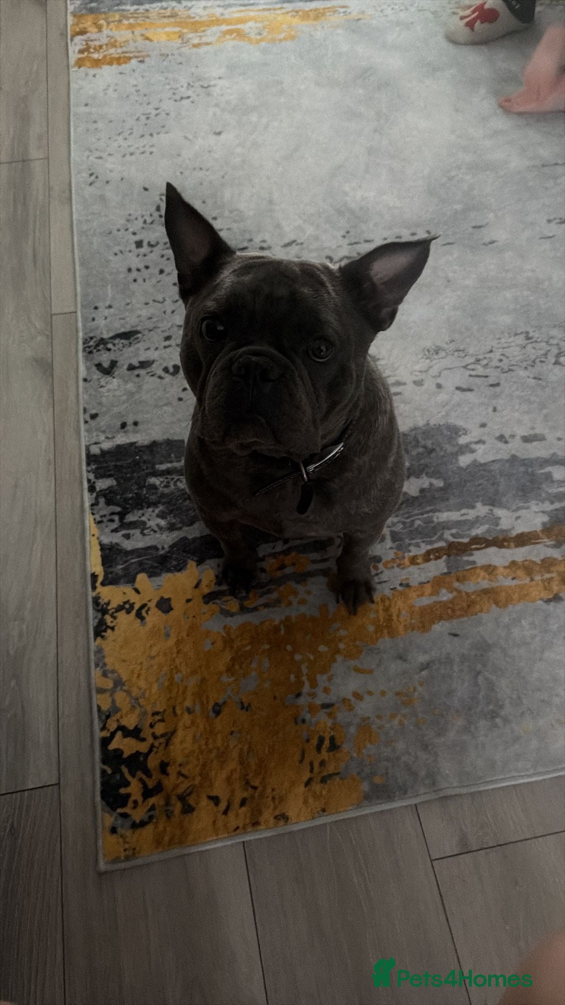 French Bulldog dogs 2 year old male French bulldog  - Advert 13