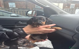 Dachshund dogs for sale: Merl& Black& Tan dashound - Image 6