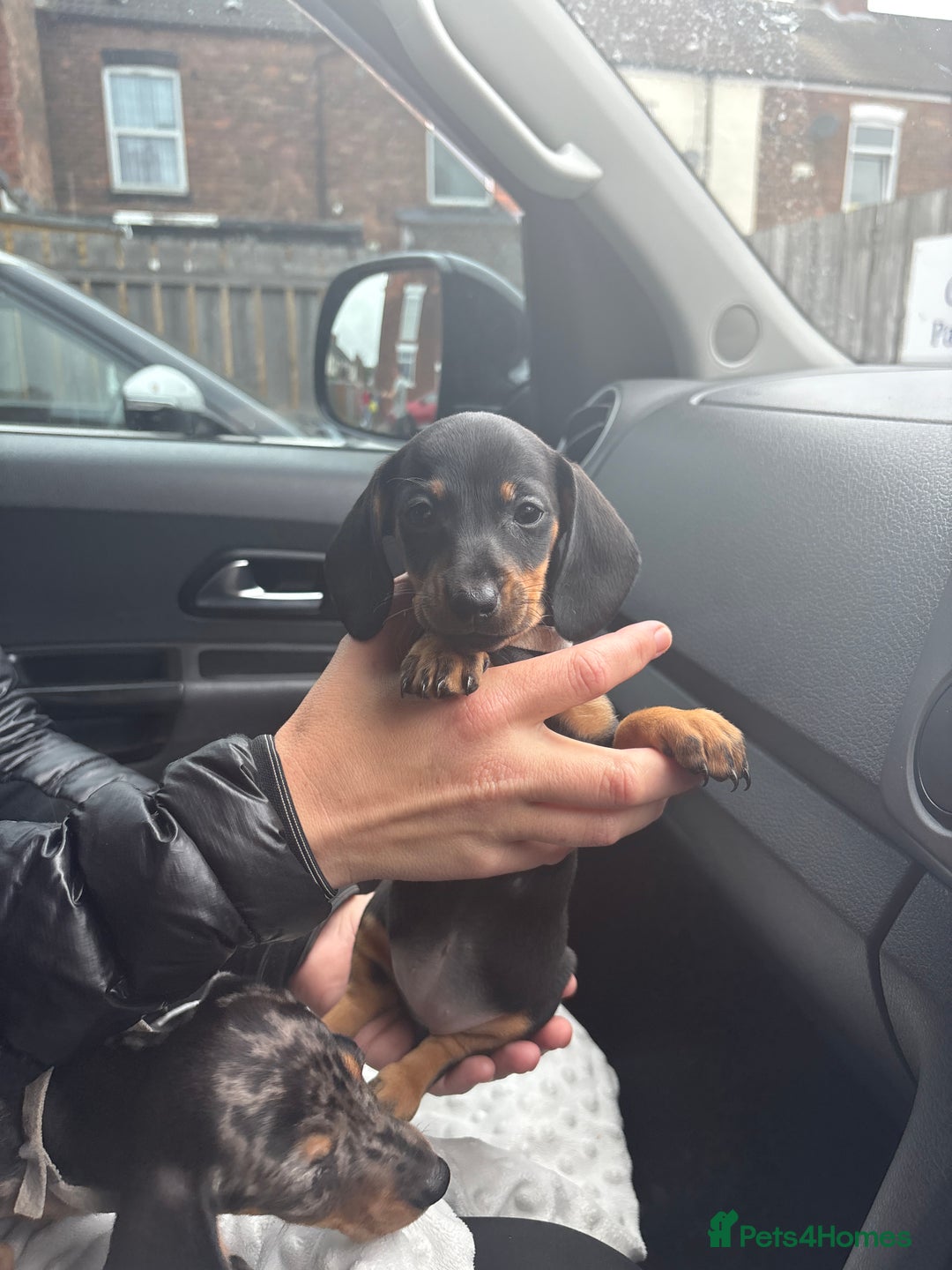 Dachshund dogs for sale: Merl& Black& Tan dashound - Image 6