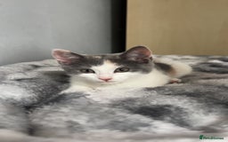 Mixed Breed cats for sale: Last baby girl available  - Image 2