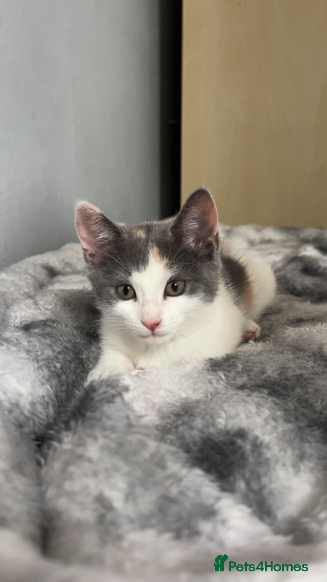 Mixed Breed cats for sale: Last baby girl available  - Image 2