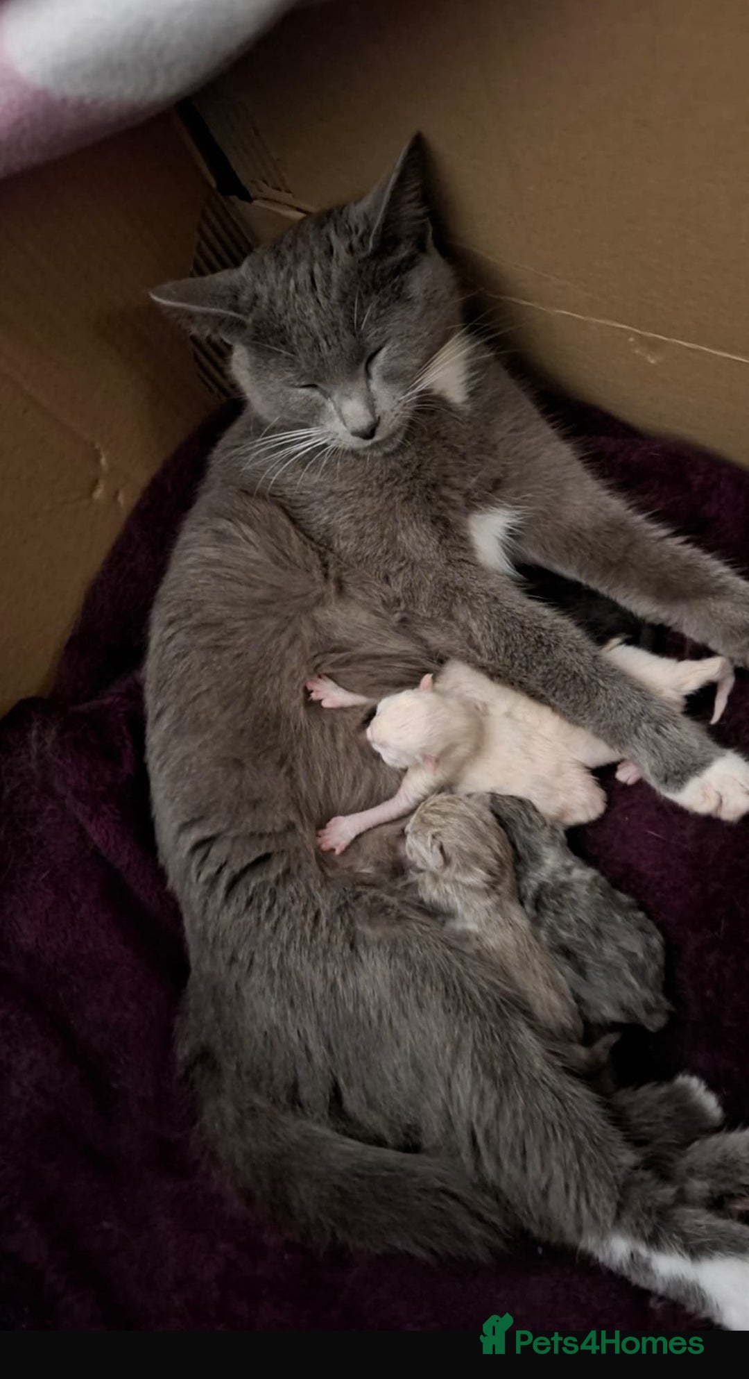 Mixed Breed cats for sale: Shorthair/Bengal/Ragdoll Mixed Breed - Advert 6