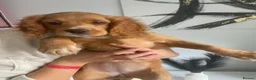 Cocker Spaniel dogs for sale: Last two beautiful working cocker spaniels🖤 - Advert 11