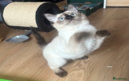 Siamese cats for sale: Siamese cross ragdoll adorable and cutest kittens  - Image 2