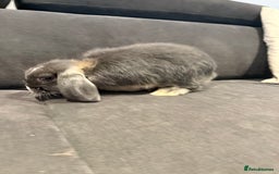Mini Lop rabbits for sale: Two Beautiful Mini lops with blue eyes - Image 4