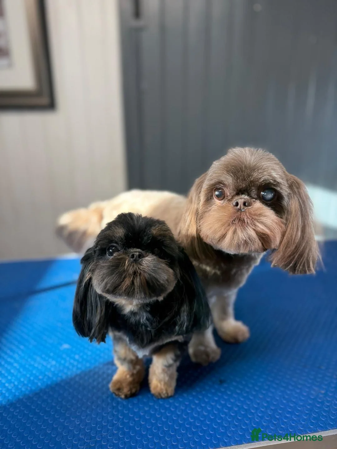 Shih Tzu dogs for sale: Shih Tzu puppies - Advert 1