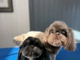 Shih Tzu dogs Shih Tzu puppies - Advert 1