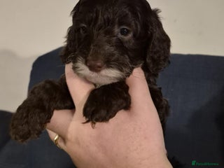 Cockapoo dogs Fantastic health tested F1b TOY COCKAPOOS - Advert 1