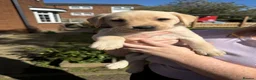Labrador Retriever dogs for sale: Beautiful KC Registered Labrador Puppies  - Advert 15
