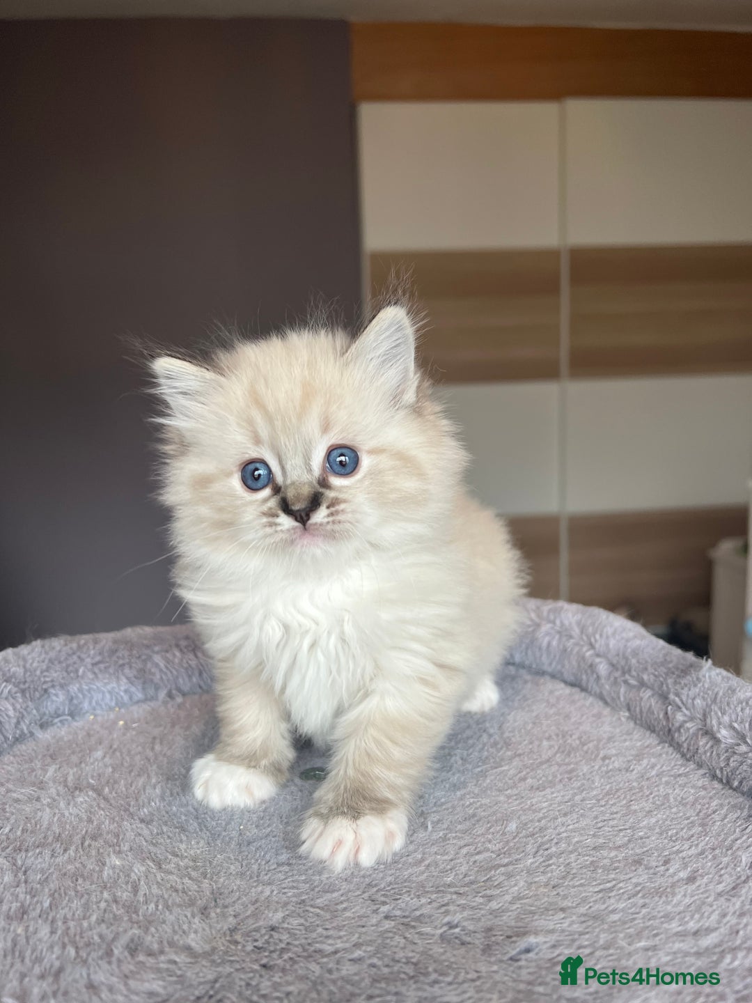 Ragdoll cats for sale: GCCF Ragdoll kittens for sale - Advert 26