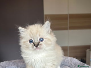 Ragdoll cats GCCF Ragdoll kittens for sale - Advert 11