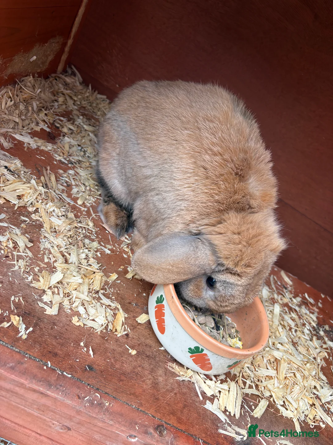 Mini Lop rabbits for sale: Male mini lop rabbit  in Stonehouse - Advert 3