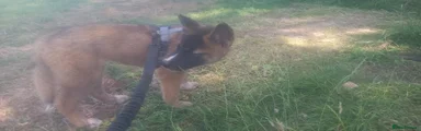 Mixed Breed 1