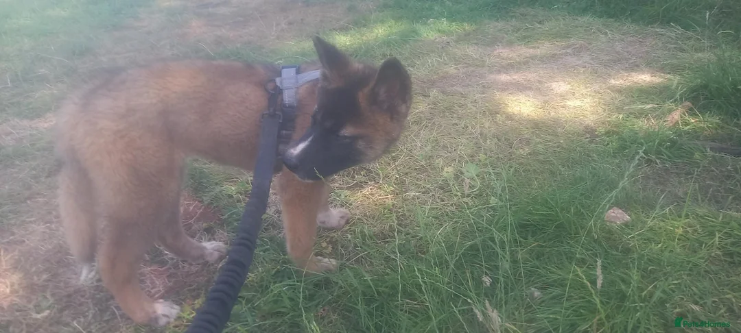 Mixed Breed dogs for sale: 3 puppies for sale  - Advert 2
