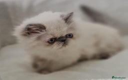 Persian cats for sale: Persian Kittens Looking For New Home - Image 4