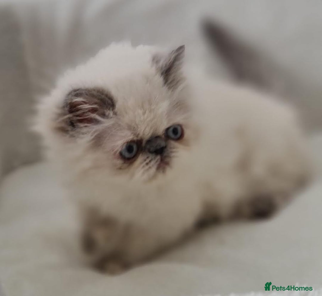 Persian cats for sale: Persian Kittens Looking For New Home - Image 4