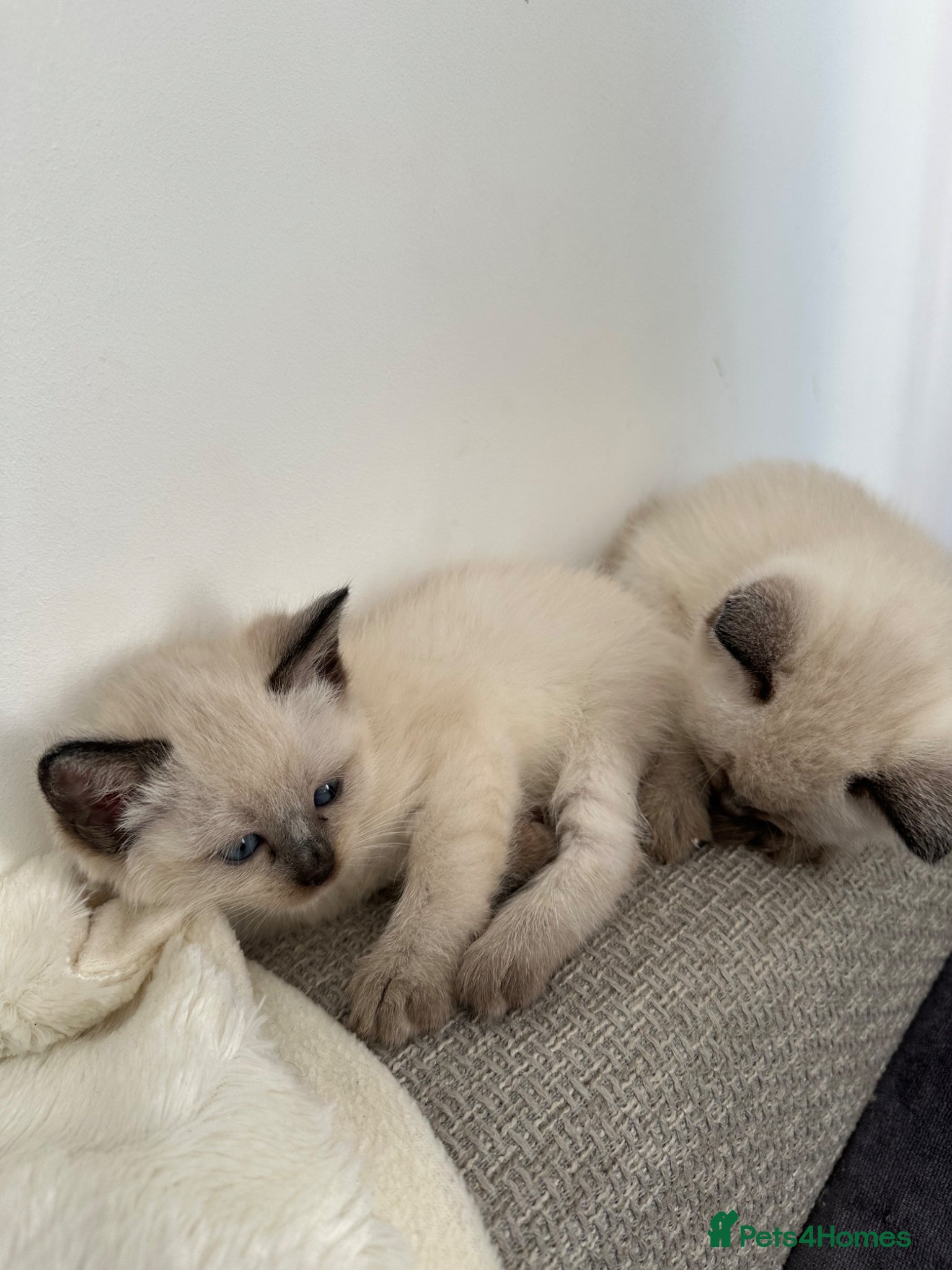 Siamese cats 3 Beautiful female siamese kittens available - Advert 2