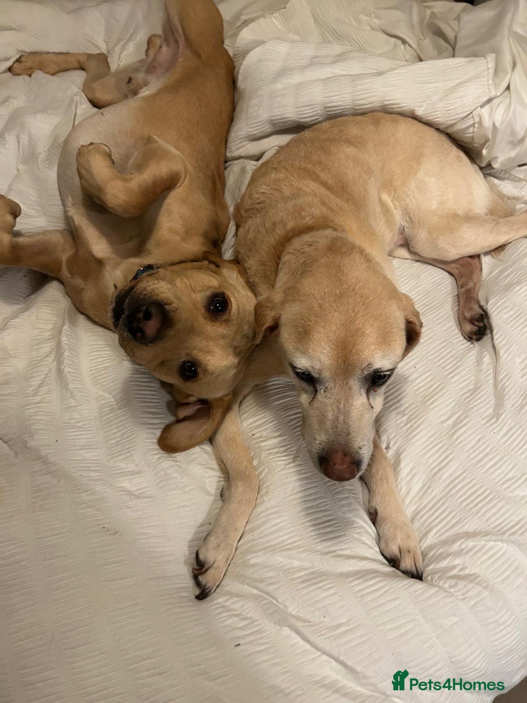 Labrador Retriever dogs for stud: Billy - 3YO Labrador Retriever Stud in Oxfordshire - Advert 6