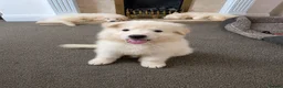 White Swiss Shepherd dogs for sale: 🐾 Swiss White Shepherd Puppies reduced 🐾 - Advert 10