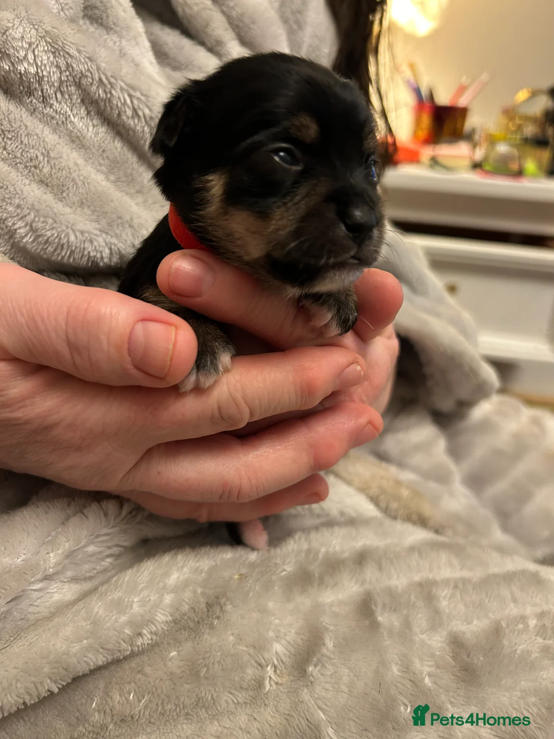 Chorkie dogs for sale: Small breed Chorkie puppies - Advert 7