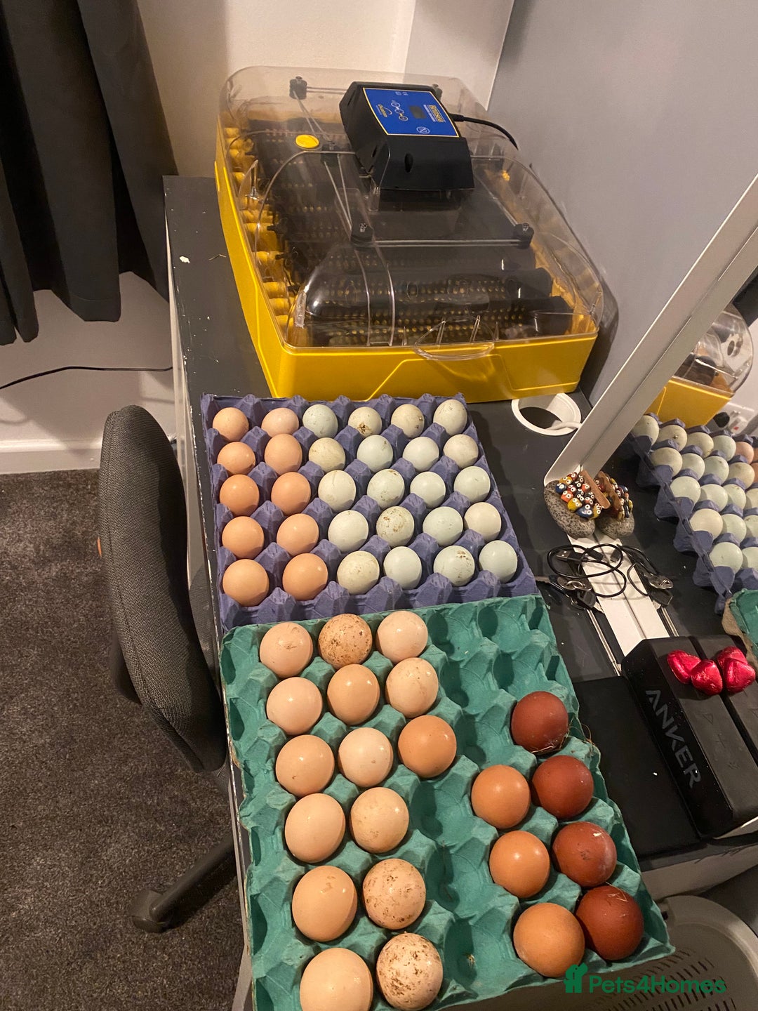 Chickens poultry for sale: Incubators, candlers, brooder, auto doors - Advert 4