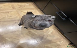 Shar Pei dogs for sale: Beautiful Shar Pei pups - Image 8