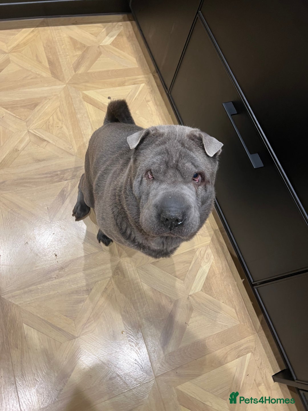 Shar Pei dogs for sale: Beautiful Shar Pei pups - Image 8