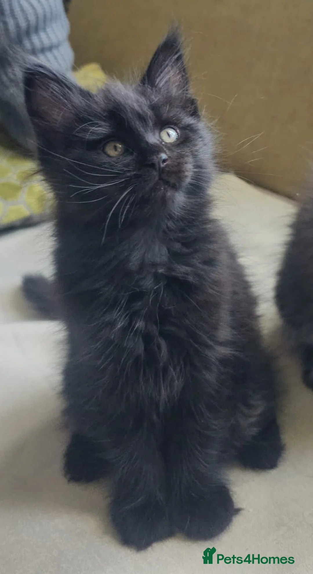 Maine Coon cats for sale: Lovely Maine Coon Kittens–5Available–Family Raised - Advert 30