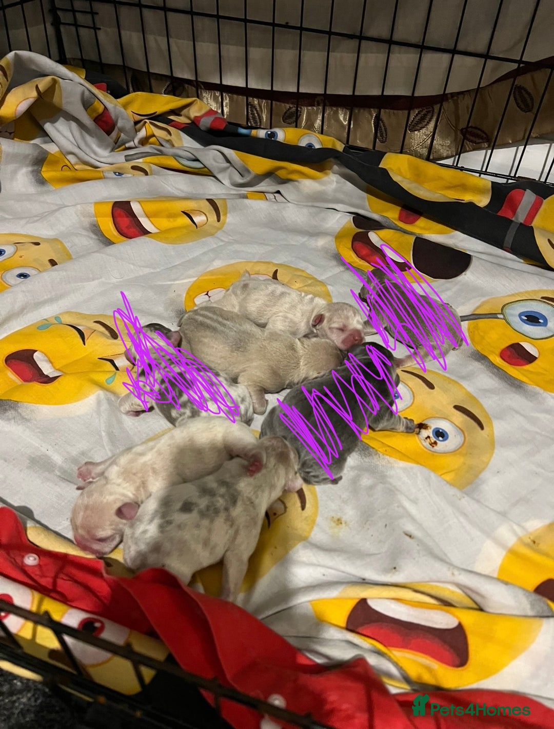 French Bulldog dogs for sale: Frenchie puppies 4 sale  - Image 5