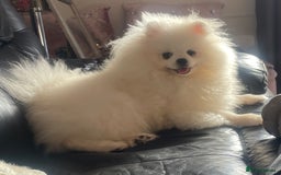 Pomeranian dogs for sale: Gorgeous pure white kc-reg Girl  - Image 5