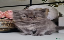 Persian cats for sale: Beautiful persian kittens  - Image 10