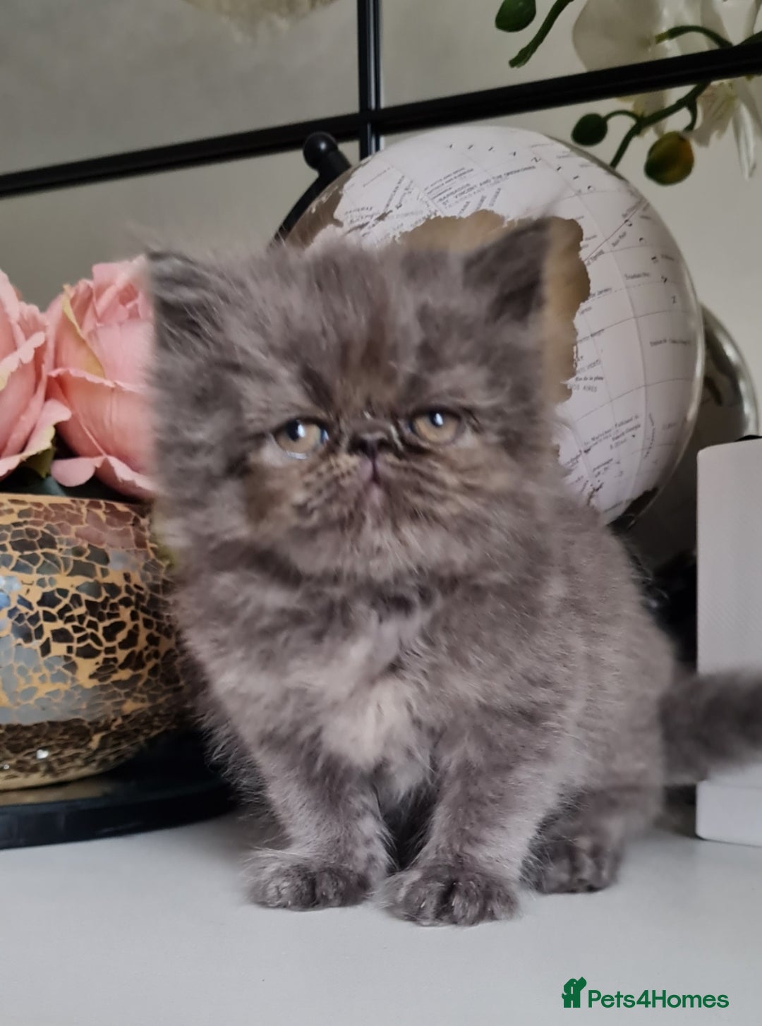 Persian cats for sale: Beautiful persian kittens  - Image 10