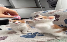 Domestic Shorthair cats for sale: Beautiful and adorable kittens for sale☺️ - Image 15