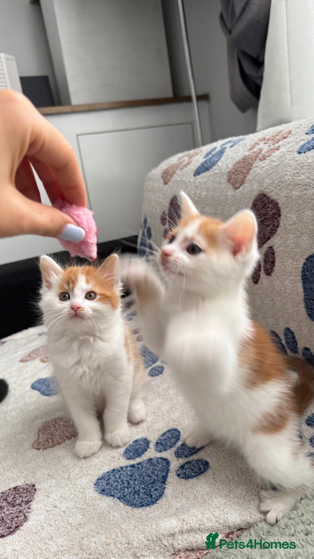 Domestic Shorthair cats for sale: Beautiful and adorable kittens for sale☺️ - Image 15