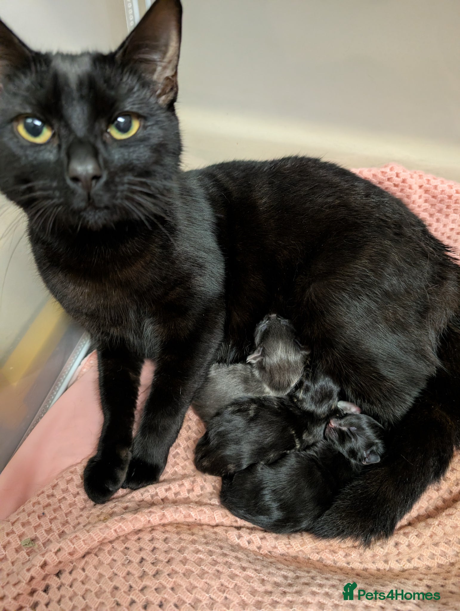 Mixed Breed cats 2 male mixed breeds - Advert 1