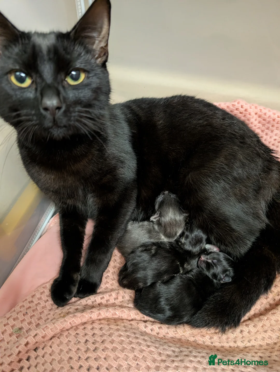 Mixed Breed cats for sale: 2 male mixed breeds - Advert 1