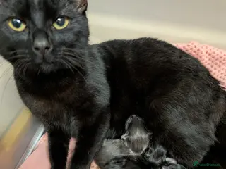 Mixed Breed cats 2 male mixed breeds - Advert 4