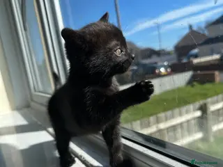 Mixed Breed cats Beautifully black kitten - Advert 1