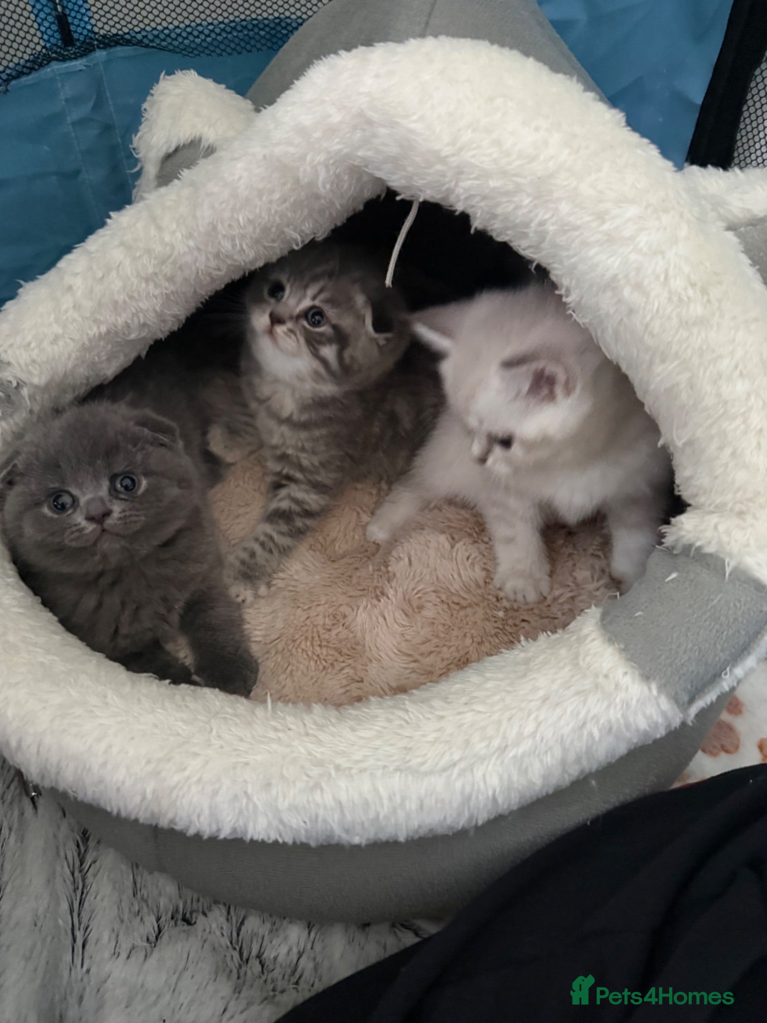 Scottish Fold cats 5 Beautiful Scottish Fold & straight Kittens - Advert 12