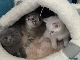 Scottish Fold cats 5 Beautiful Scottish Fold & straight Kittens - Advert 12