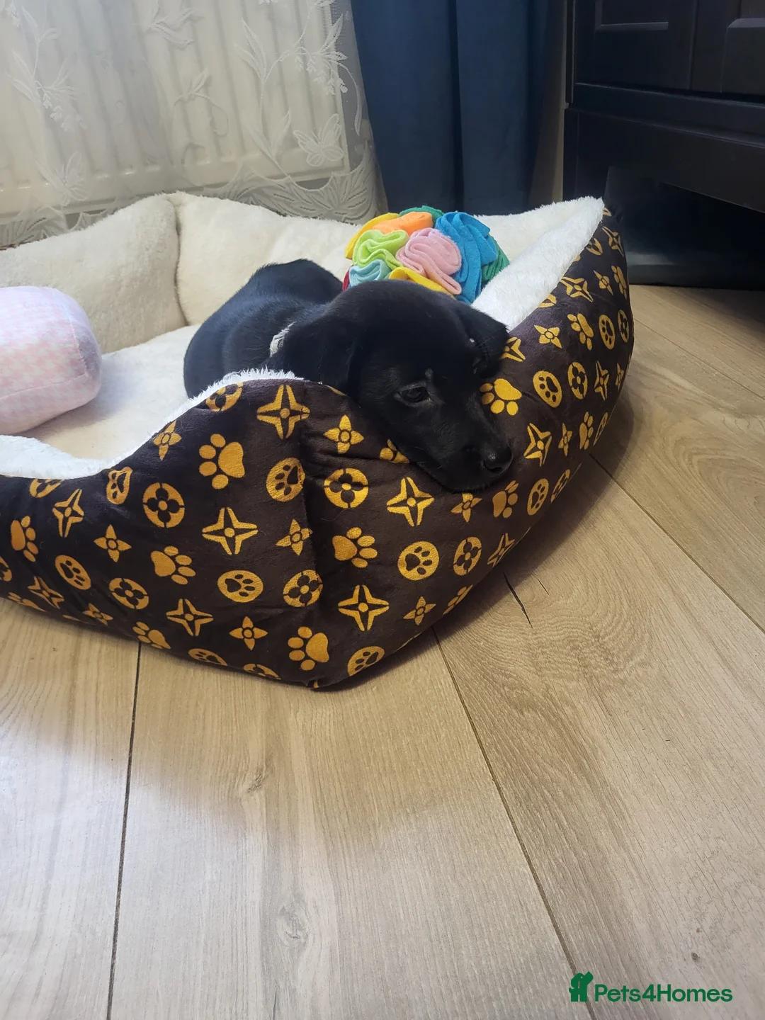 Labrador Retriever dogs for sale: KC registered Labrador Retriever puppies - Advert 19