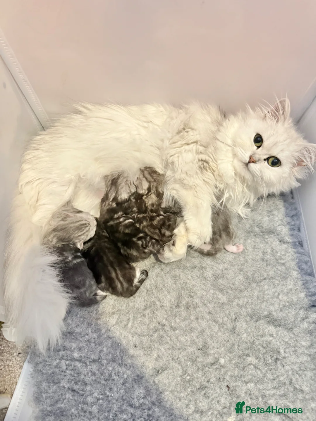 Persian cats for sale: Adorable half Persian kittens  in Wigston - Advert 2