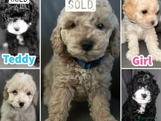 Cavapoochon dogs 🌟 Ready to leave 23rd Dec F1b cavapoochon puppies - Advert 5