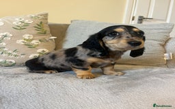 Miniature Dachshund dogs for sale: READY NOW Miniature long hair dachshund  - Image 22