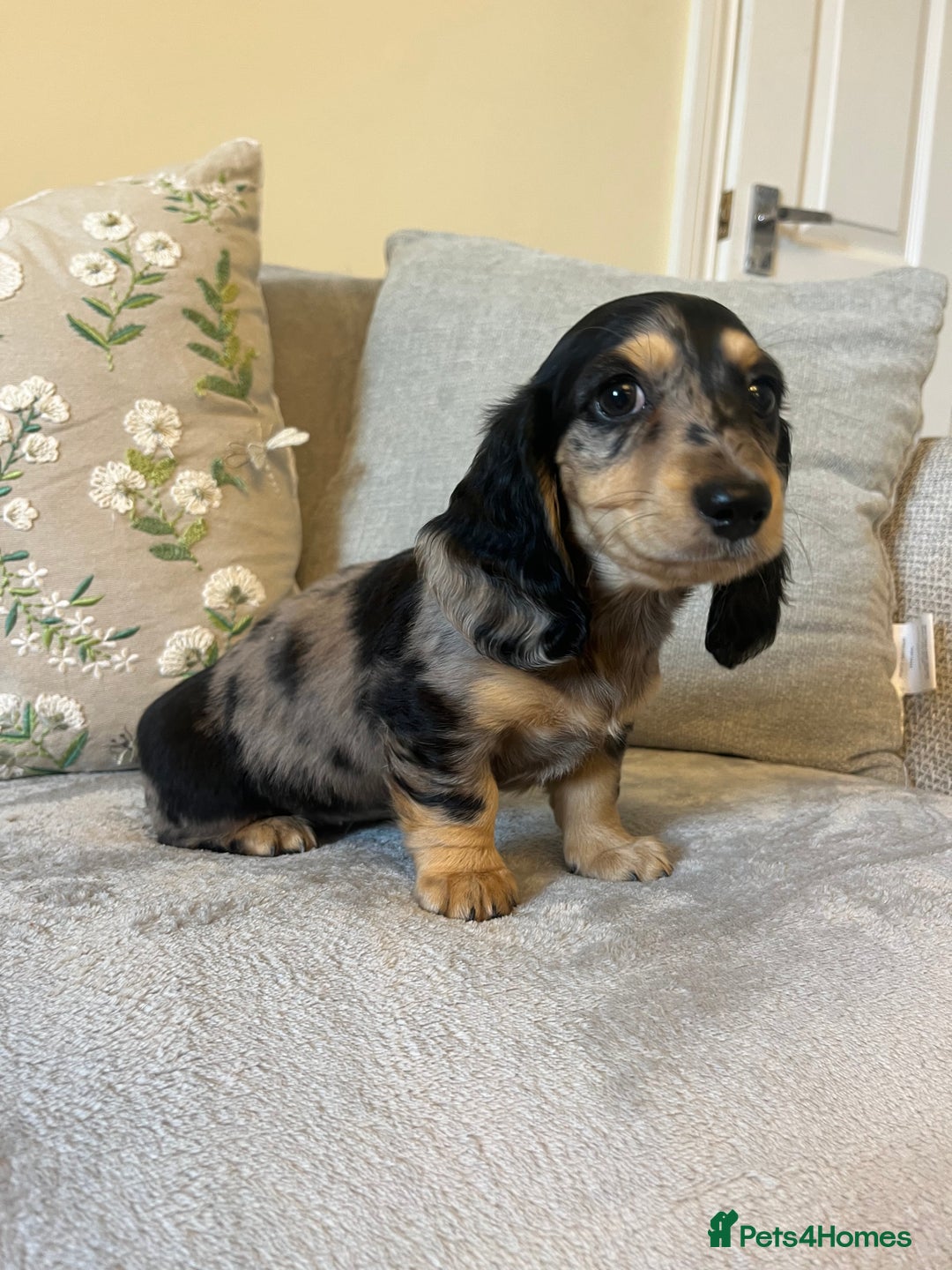 Miniature Dachshund dogs for sale: READY NOW Miniature long hair dachshund  - Image 22