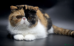 Exotic cats for sale: SHOW QUALITY EXOTIC BOY - Image 7