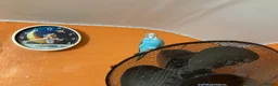 Budgerigars birds for sale: Hand-Tamed Budgerigar for sale in Oldham - Advert 10