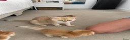Scottish Fold cats for sale: LOVELY PUREBRED SCOTTISH FOLD GOLDEN KITTENS  - Advert 22